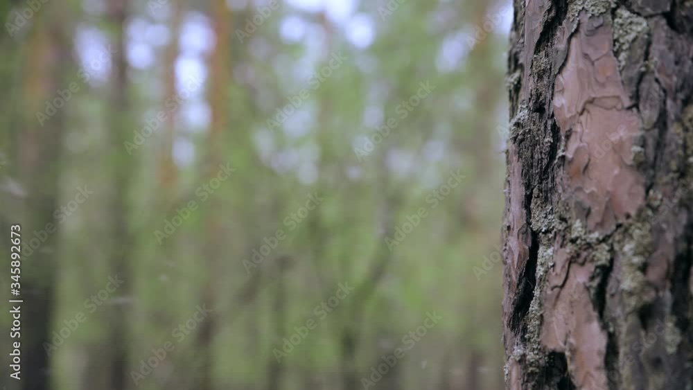 Flying fluff in the forest. Concept of an allergic pathogen. 4K video Flying fluff in the forest. Concept of an allergic pathogen. 4K video