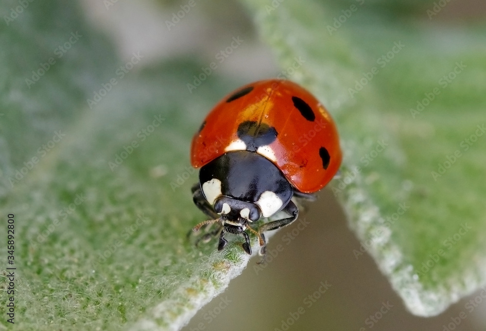 Seven-spot ladybird, Coccinella septempunctata Seven-spot ladybird, Coccinella septempunctata