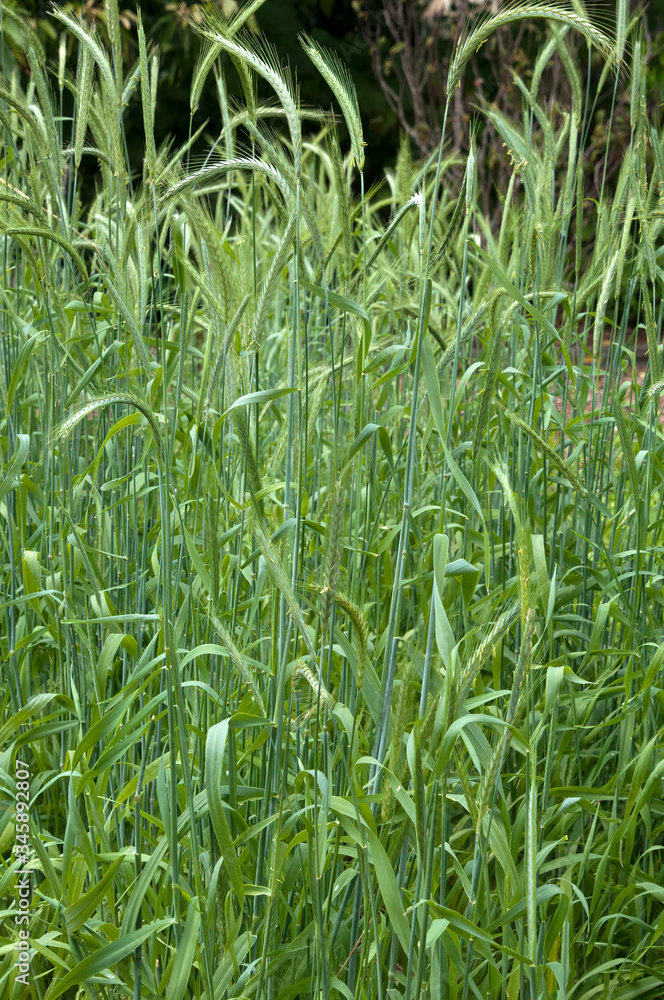 Sydney Australia, close-up of green stalks of wheat Sydney Australia, close-up of green stalks of wheat