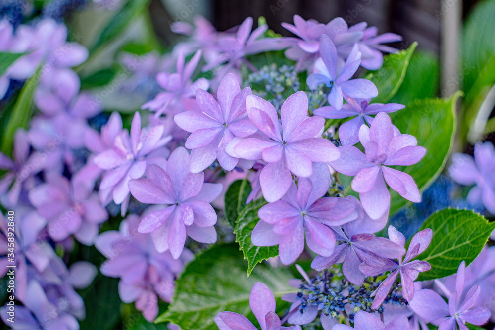パープルのガクアジサイ ダンスパーティー 紫陽花 Stock Photo Adobe Stock パープルのガクアジサイ ダンスパーティー 紫陽花 Stock Photo Adobe Stock