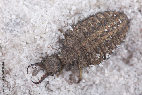 Vászonkép Larva of antlion among sand