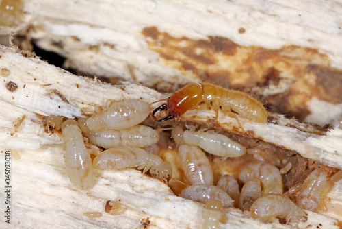Yellownecked dry-wood termite (Kalotermes flavicollis), a serious pest in Mediterranean countries