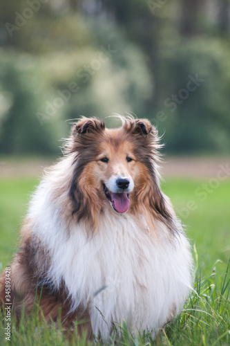 Portrait of a gold long haired rough collie