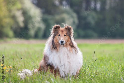 Portrait of a gold long haired rough collie