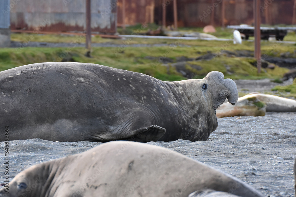 Fototapeta premium Southern elephant seal at Stromness, South Georgia Island