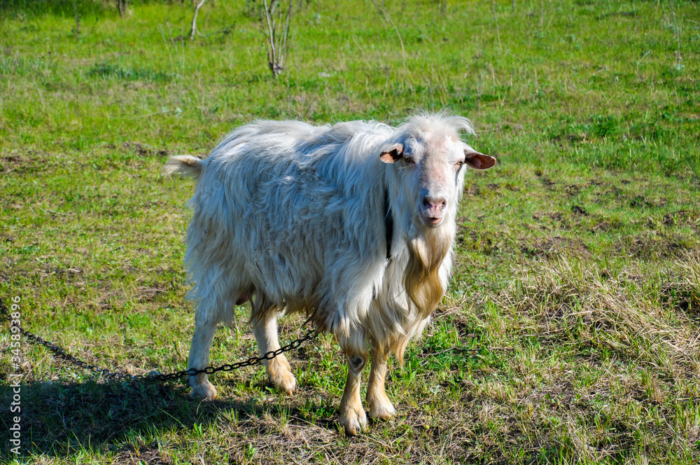 Big beautiful chained goat with red yellow beard stands in the green grass field.