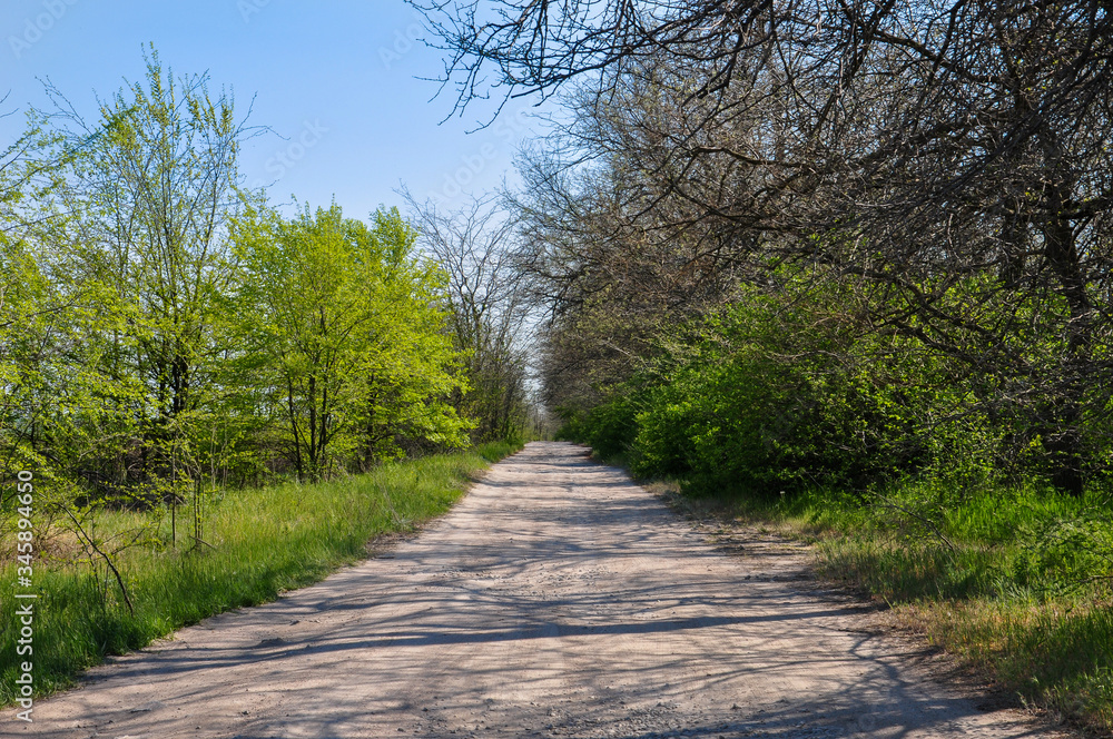 Sunny long perspective rural road with green trees, bushes. Picturesque country road with green trees on sides. Sunny long perspective rural road with green trees, bushes. Picturesque country road with green trees on sides.