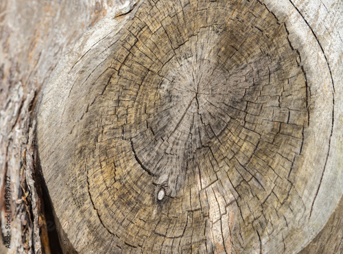 Cut and dried tree stump, close up