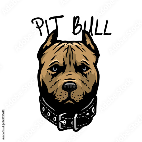 Pit bull head with a collar. Vector illustration.