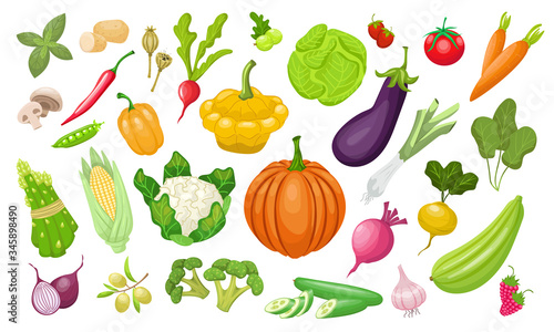 A large set of vegetables. Fresh tomatoes, peppers, pumpkin, paprika, zucchini, corn, carrots, peppers , peas, cabbage, broccoli. Vegeterian organic vector food in flat style. Farm healthy products