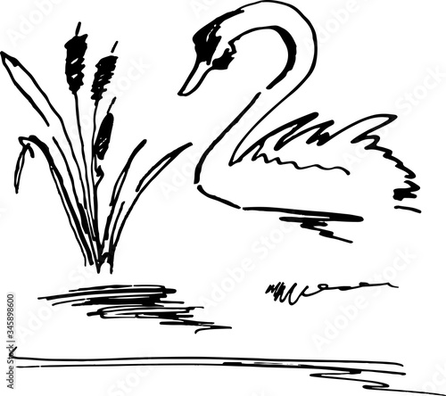 Hand drawn ink flourish sketch set of Sugar cane and swan. Vector sketch illustration