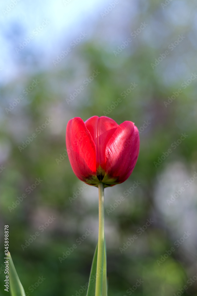 Bright red tulip flower in the garden. Floral theme background.