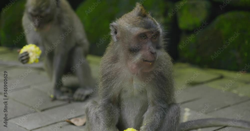 Macaques Monkeys in Bali Indonesia from Monkey Forest in Ubud Area 4k Macaques Monkeys in Bali Indonesia from Monkey Forest in Ubud Area 4k