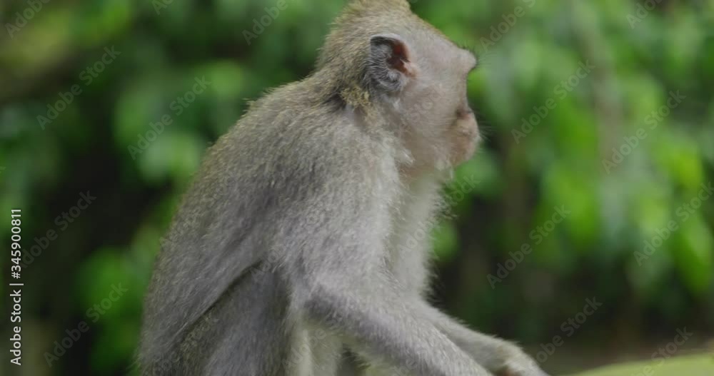 Macaques Monkeys in Bali Indonesia from Monkey Forest in Ubud Area 4k Macaques Monkeys in Bali Indonesia from Monkey Forest in Ubud Area 4k