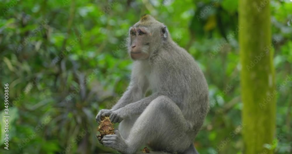 Macaques Monkeys in Bali Indonesia from Monkey Forest in Ubud Area 4k Macaques Monkeys in Bali Indonesia from Monkey Forest in Ubud Area 4k