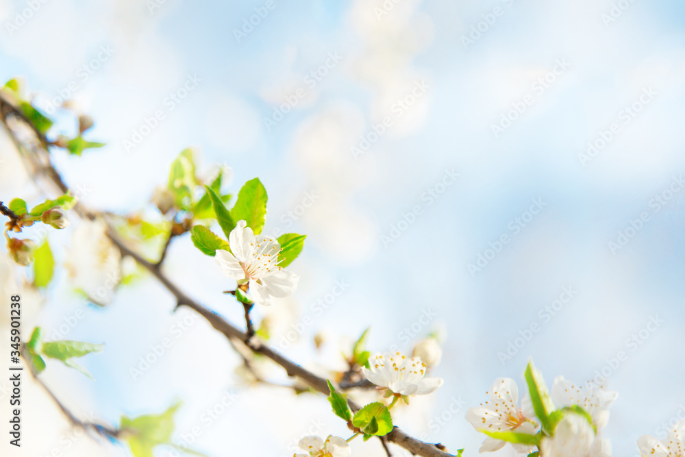 Beautiful closeup flowering cherry branch on blue background 