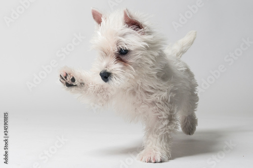 Westie puppy playing in studio