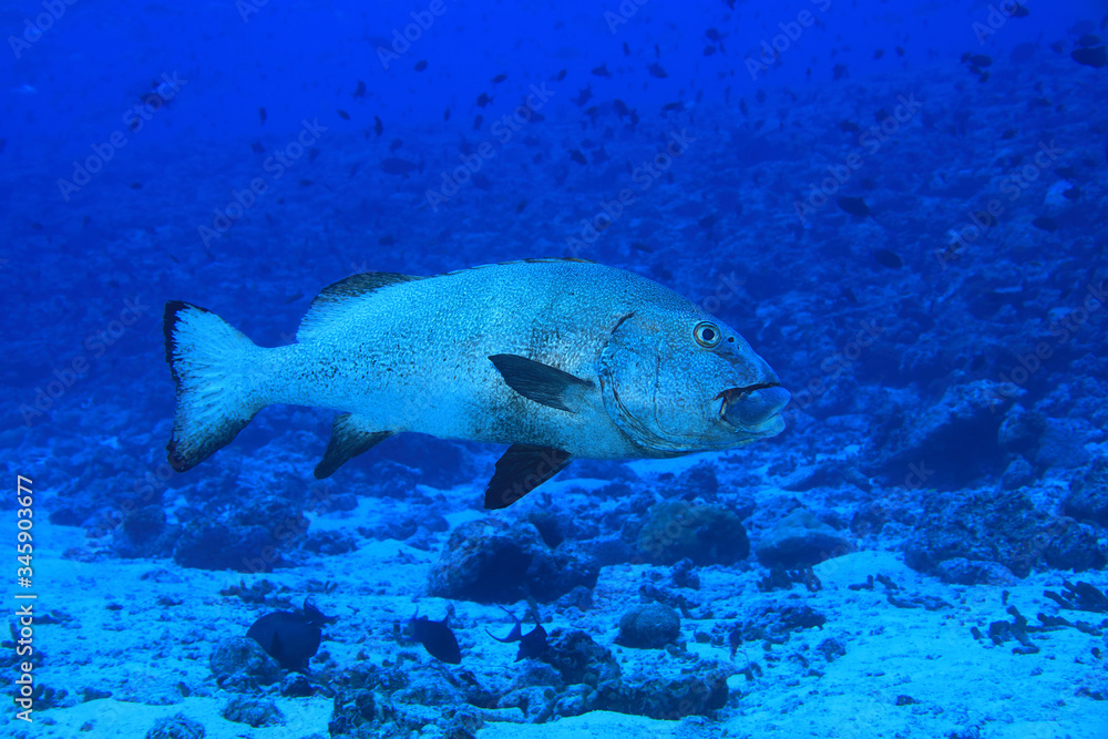 Giant sweetlips fish Giant sweetlips fish