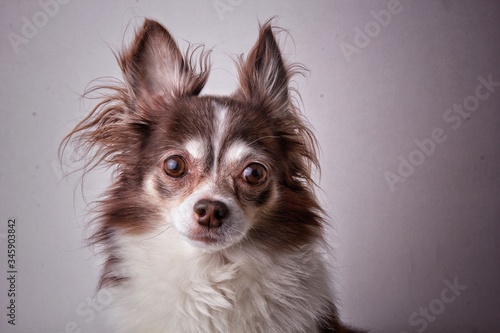 Cute brown mexican chihuahua dog. Dog looking to camera. © nomoremoscow