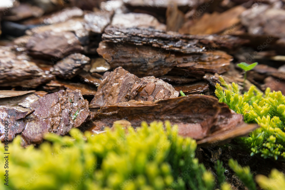 Tree bark for decoration and mulching in landscape design. Tree bark texture macro background close-up. Tree bark for decoration and mulching in landscape design. Tree bark texture macro background close-up.