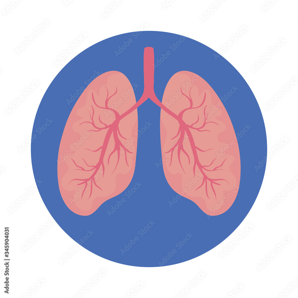 lungs human organ isolated icon vector illustration design lungs human organ isolated icon vector illustration design