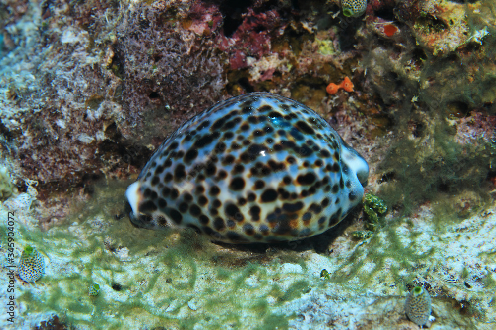 Tiger cowrie snail underwater in the coral reef Tiger cowrie snail underwater in the coral reef
