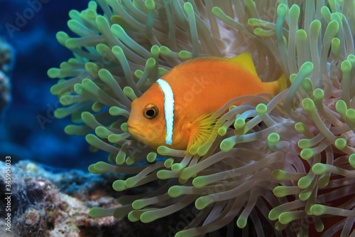 Maldive anemonefish underwater