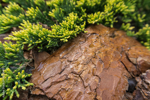 Tree bark for decoration and mulching in landscape design. Tree bark texture macro background close-up.