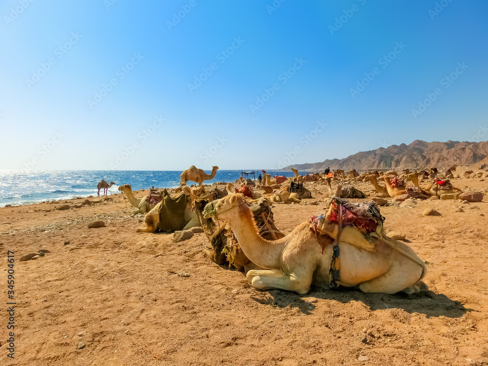 Fototapeta premium Camels on the beach yellow sand and blue sky