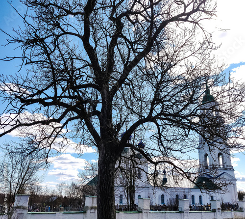 branchless tree without ieaves next to a small rural church © Galina