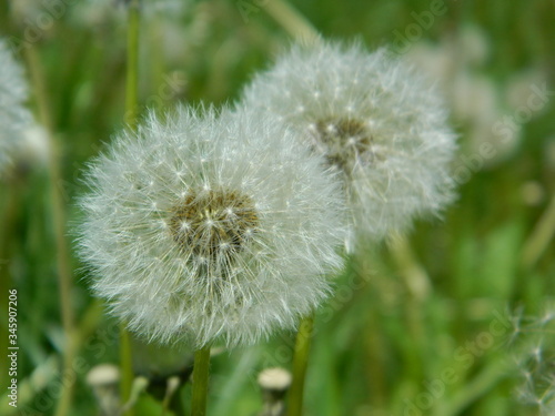 Dandelions on a sunny day in park