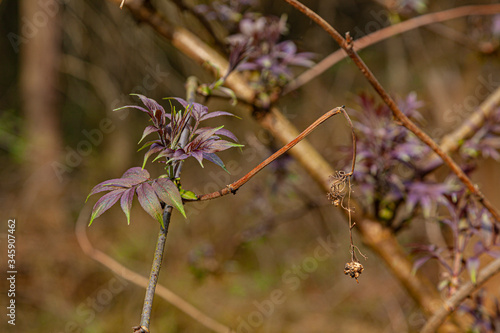 Young leaves in the spring forest © Amikphoto