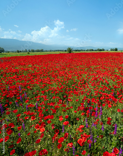 Meadow with beautiful bright red poppy flowers in spring