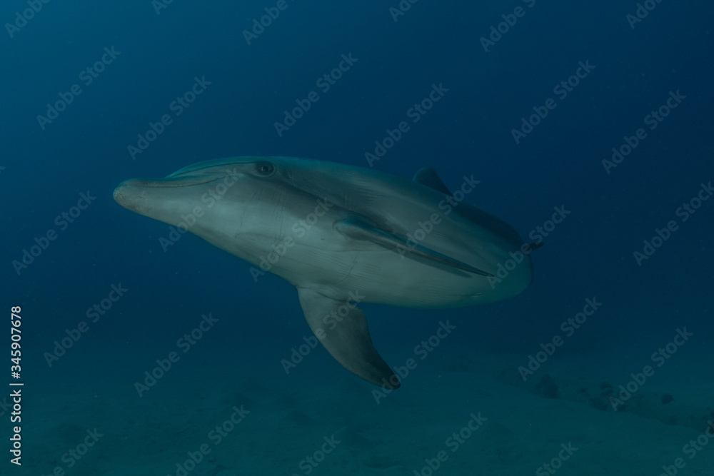 Fototapeta premium Dolphin swimming in the Red Sea, Eilat Israel