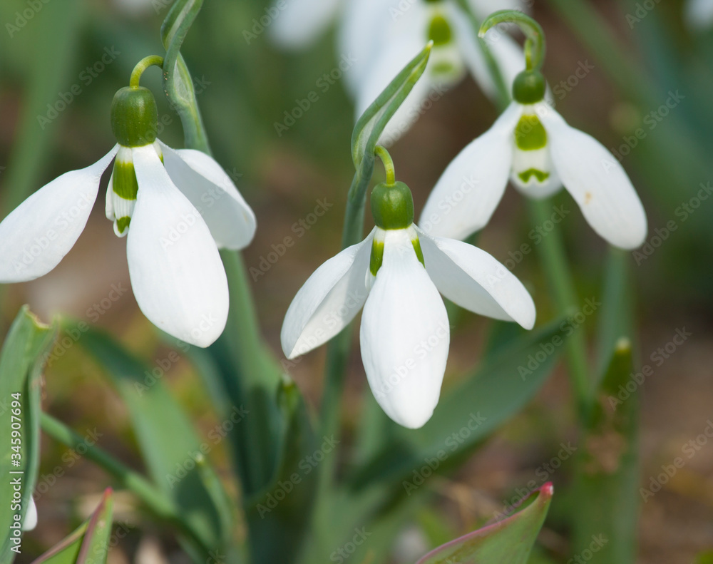Snowdrops - first spring flowers white colour - on ground, St. St. Constantine and Helena, Bulgaria. Snowdrops - first spring flowers white colour - on ground, St. St. Constantine and Helena, Bulgaria.
