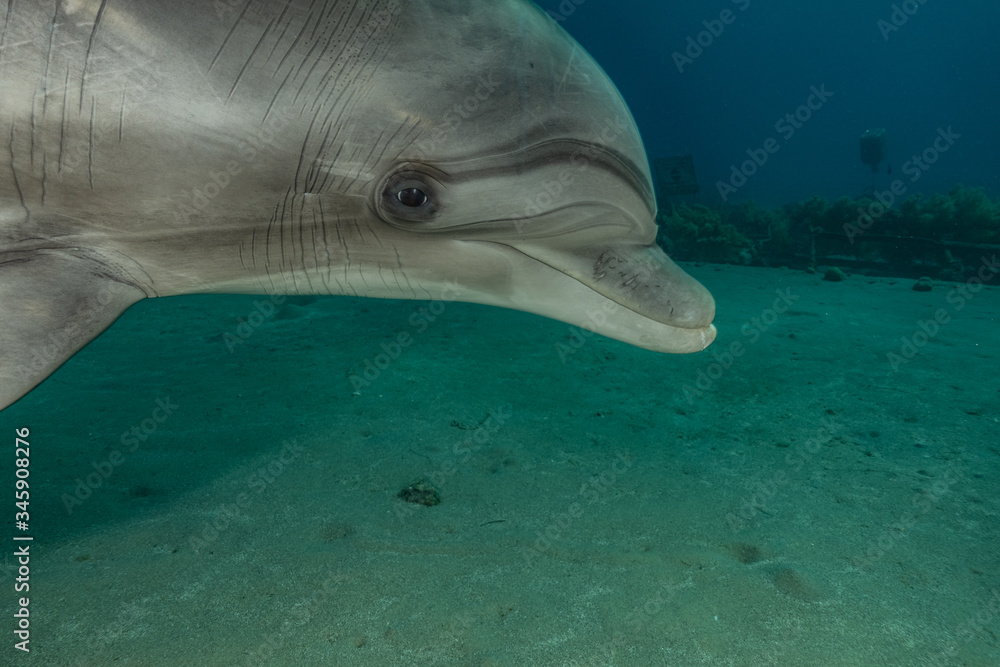 Fototapeta premium Dolphin swimming in the Red Sea, Eilat Israel 