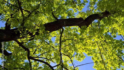 Closeup of branches and rays of sun through green leaves in summer time. Green leaves with blue sky
