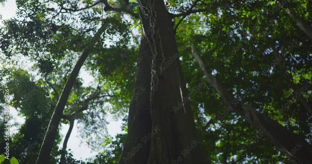 Lush Green Tripical Forest Jungle Trees in Bali Indonesia in Ubud Area in UHD 4k Lush Green Tripical Forest Jungle Trees in Bali Indonesia in Ubud Area in UHD 4k