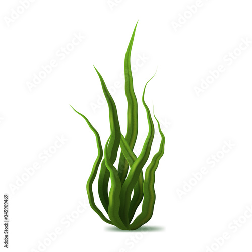 Realistic Detailed 3d Green Spirulina Seaweed. Vector