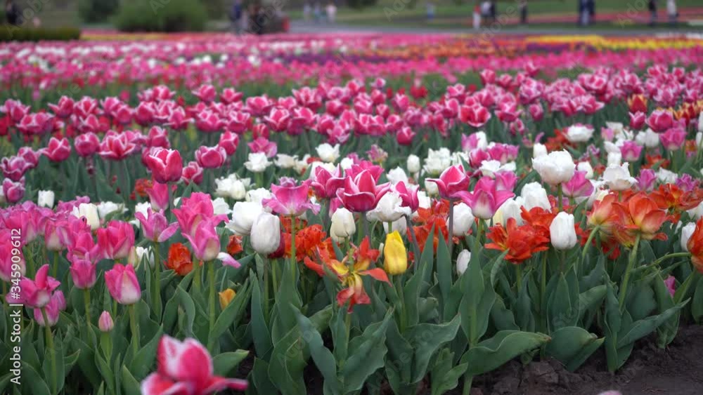 Park with vibrant colors. A lot of blooming tulips in Dobropark. Tulip Exhibition. Field of multi-colored tulips. Floristics, many colored flowers. Lots of tulips Park with vibrant colors. A lot of blooming tulips in Dobropark. Tulip Exhibition. Field of multi-colored tulips. Floristics, many colored flowers. Lots of tulips