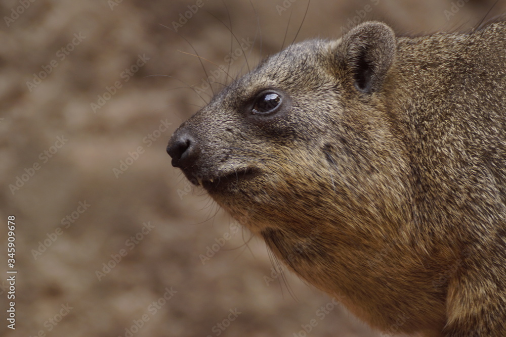 Fototapeta premium Nagetier