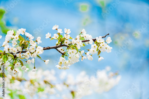 Spring background. Blossom trees on blue sky background.