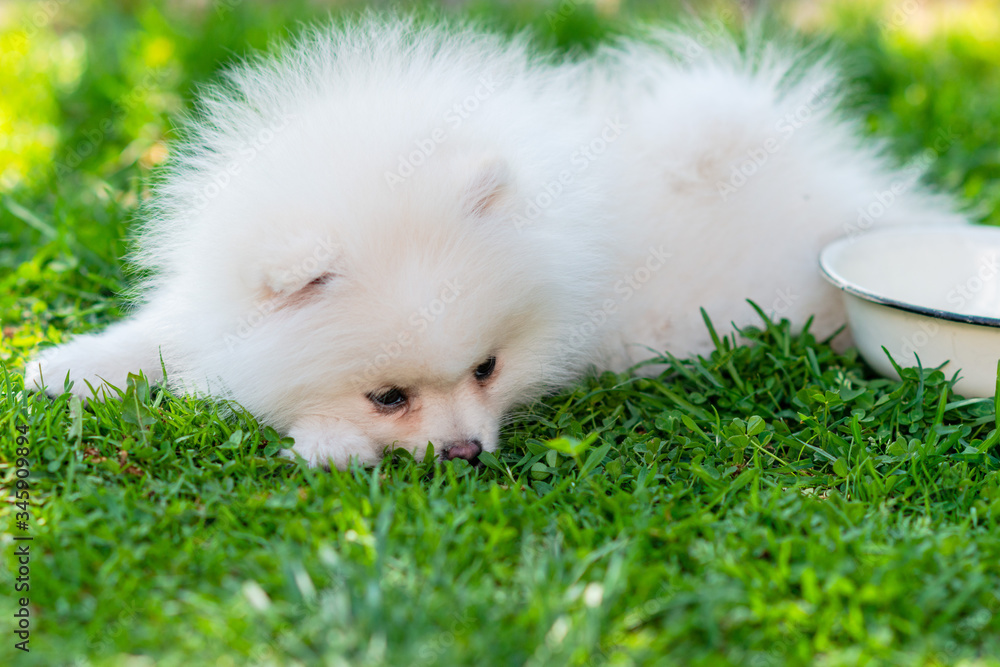 Little white Spitz puppy is lying in green grass
