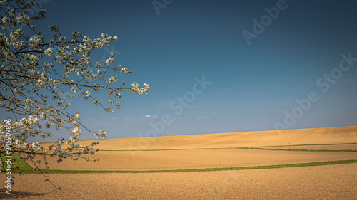 Dry field with flowering tree and blue sky