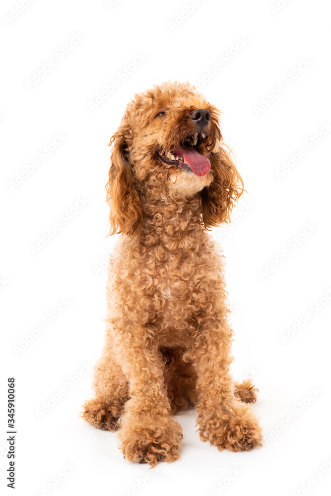 Red poodle isolated on white background Red poodle isolated on white background