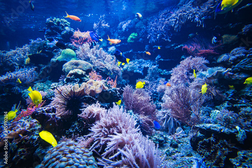 Canvas Print Coral reef and fish underwater photo. Underwater world scene.