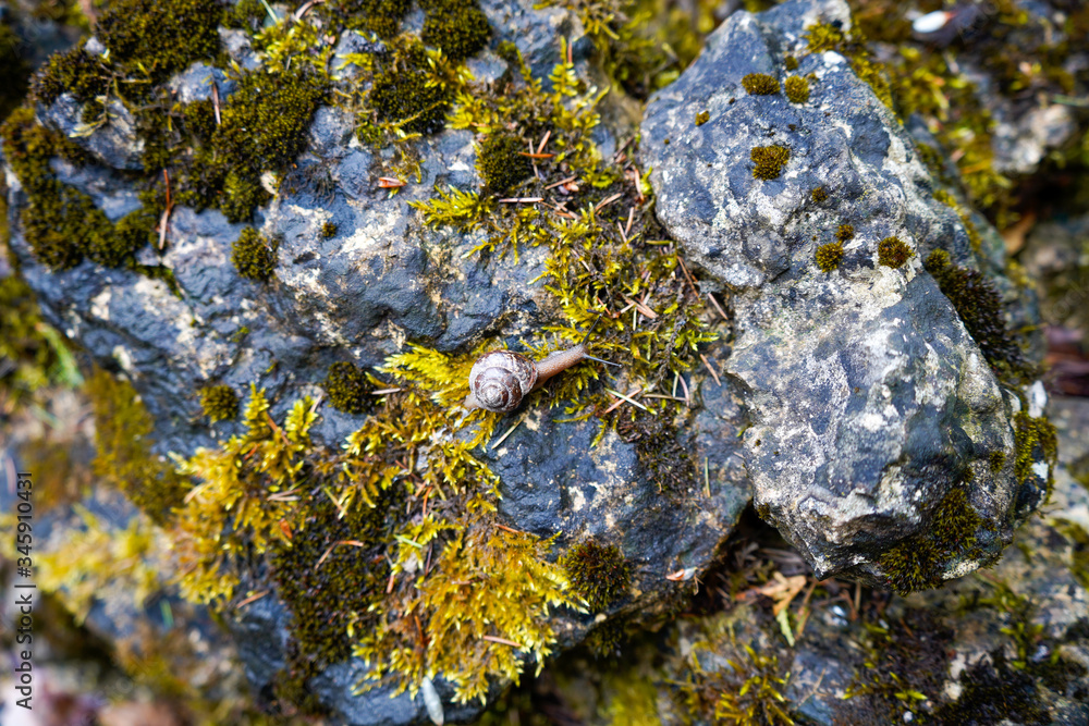 Moss stone with a brown creeping snail