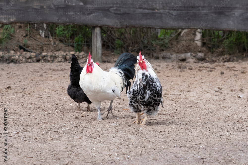 Close-up of black and white rooster crowing, looking straight in camera, selective focus. Black chicken in the background