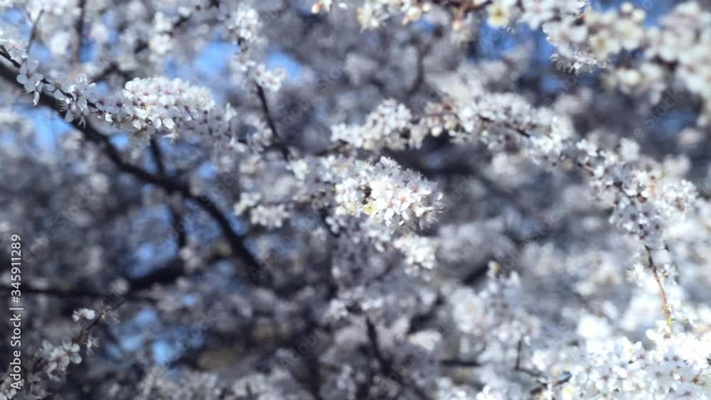 blooming apple tree in springtime in evening. branches with white flowers. blooming apple tree in springtime in evening. branches with white flowers.