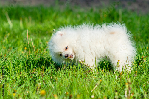 Little white Spitz puppy stands in green grass